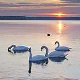 Swans